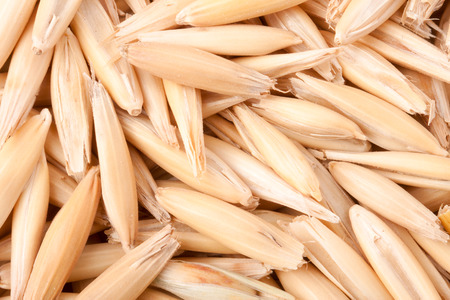 raw grains of oats close up as a background macro.の写真素材