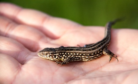 lizard sitting on a palm close up.の写真素材