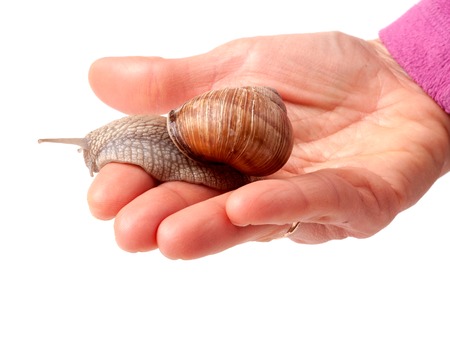 Snail on the hand isolated on white background.の写真素材