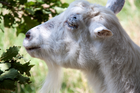 white goat head in profile on nature.