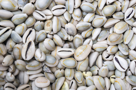 seashells as a background on the counter market.