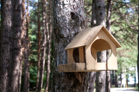 a feeding trough for birds on the tree in the forest and park.の写真素材