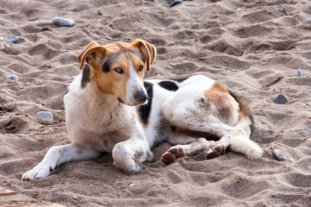Stray dog on the beach, lying in sand.の写真素材