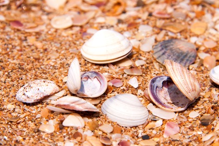 seashells in the sand on the seashore.