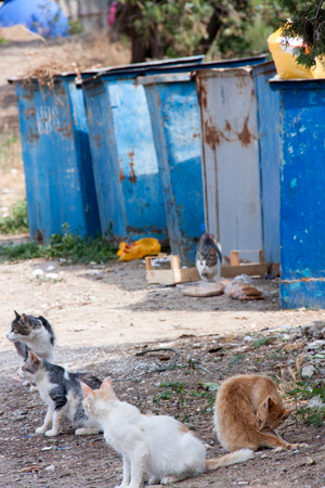 homeless hungry cats near the trash bins.の写真素材