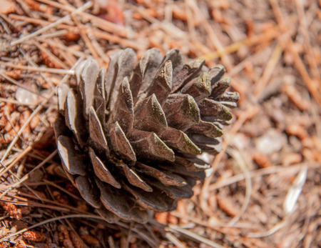 a fir-cone on the ground in the forest.の写真素材