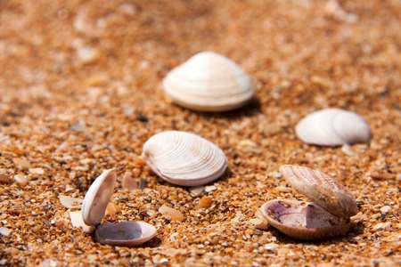 seashells in the sand on the seashore.