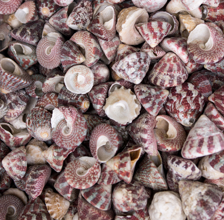 seashells as a background on the counter market.