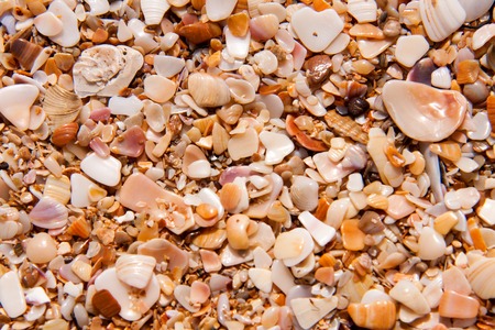 sand of small shells on the coast as background close-up.