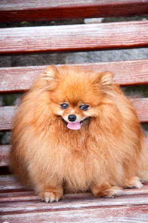Spitz dog on a bench close up.の写真素材