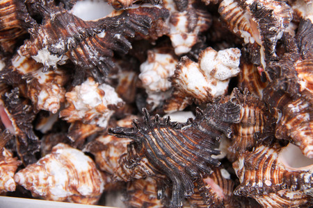 seashells as a background on the counter market.