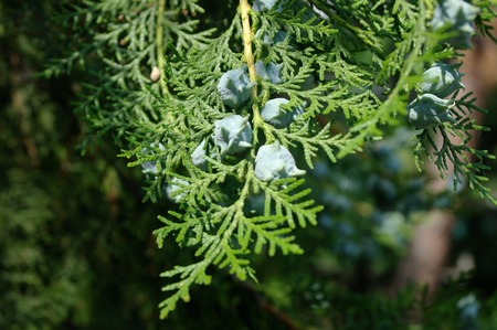 Cypress seeds on a branch close-up macro.の写真素材