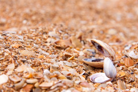 seashells in the sand on the seashore.の写真素材