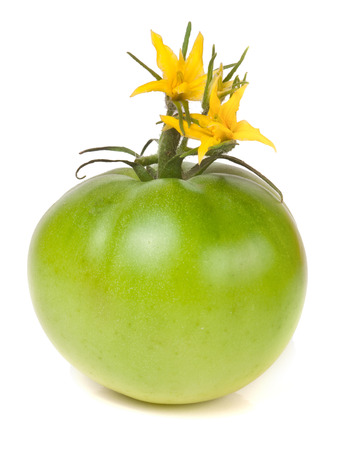one green unripe tomato with a flower isolated on white background.の写真素材