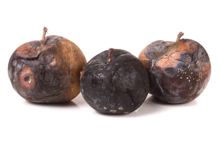three rotten apple isolated on a white background.の写真素材