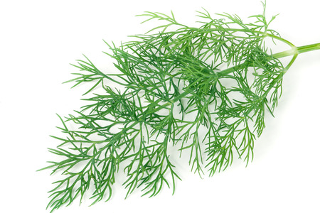 a sprig of dill is isolated on a white background closeup.の写真素材