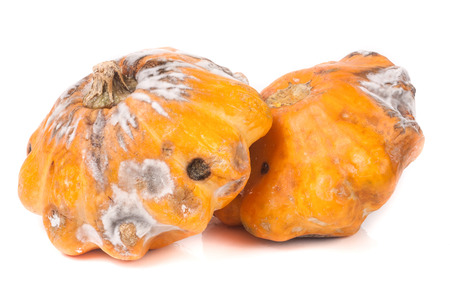 two spoiled bush pattypan with mold isolated on white backgroundの写真素材