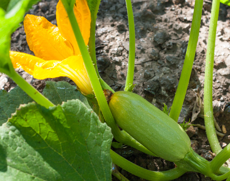 Zucchini or courgette with flowers in a vegetable garden.の写真素材