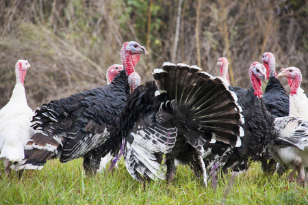 a flock of turkeys grazing on the grass.の写真素材
