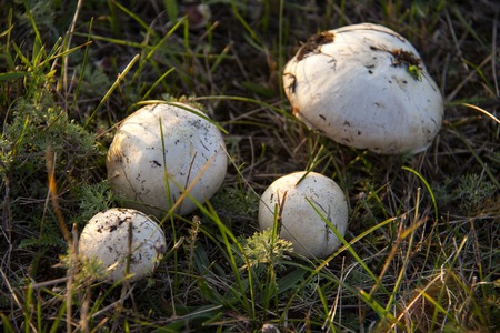 four mushrooms on the grass in the forest.の写真素材