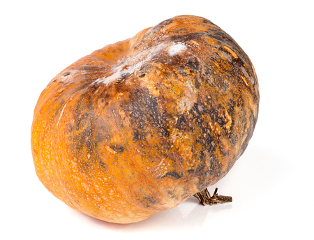 pumpkin with mold isolated on white background.の写真素材