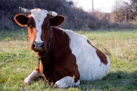 young bull is lying on the green grass.の写真素材