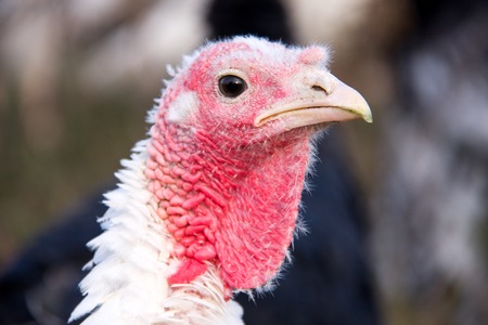 turkey graze close up in the village.
