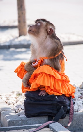 monkey in a dress meditating on the streetの写真素材