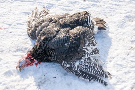 turkey with the severed head lying in the snowの写真素材