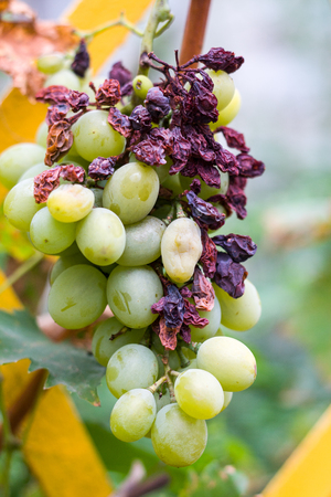 bunch of spoiled green grapes close upの写真素材