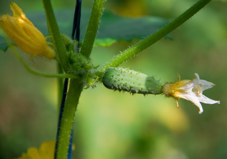 cucumber grows on a bush close upの写真素材