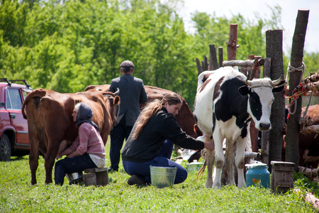LUGANSK, UKRAINE - JUNE 19, 2016: Two women milk the cows in villageのeditorial素材