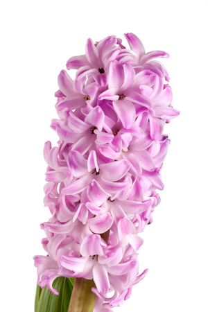 Lilac hyacinth flower isolated on white backgroundの写真素材