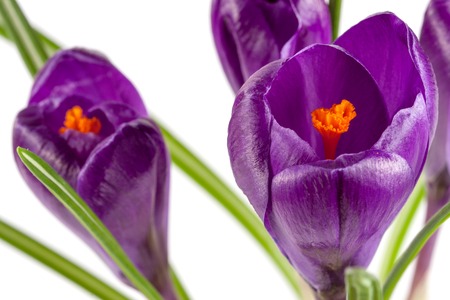 Crocus flowers isolated on white background closeup,の写真素材
