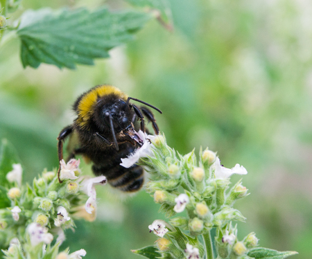 bumble bee on a flower in the gardenの写真素材