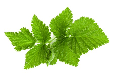 Fresh raspberry leaf isolated on white background