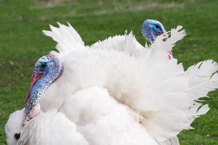 two white turkey male or gobbler closeup on a green backgroundの写真素材