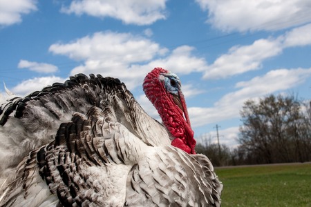 Portrait of a turkey male or gobbler closeup on the blue sky backgroundの写真素材
