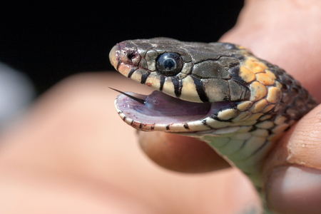 Grass Snake in the human hands. Natrix natrix.