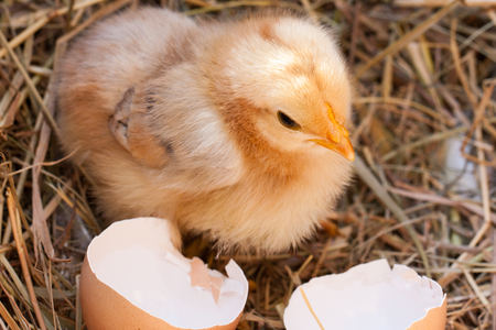 baby chicken with broken eggshell in the straw nest.の写真素材