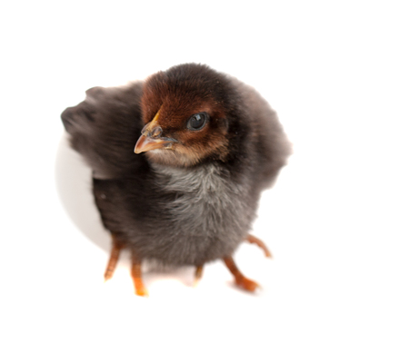 black little chicken with broken egg isolated on white background.の写真素材