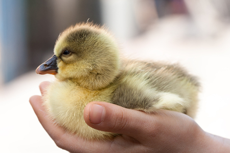 Cute little domestic gosling in the human hand.の写真素材