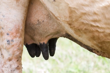 Close up of lactating cow udder. Horizontal photo.の写真素材