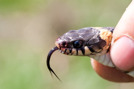 Grass Snake in the human hands. Natrix natrixの写真素材