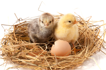 two baby chicken with broken eggshell in the straw nest on white backgroundの写真素材