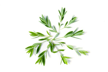 Thyme fresh herb isolated on white backgroundの写真素材