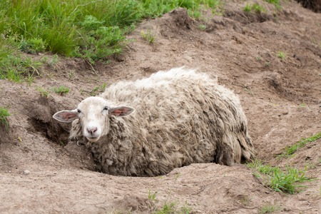 Sheep with dirty wool lies on the groundの写真素材