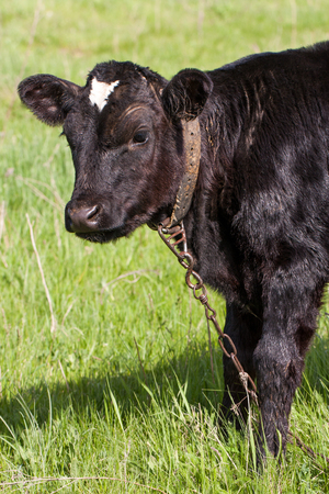 young black bull grazing on grass in the villageの写真素材