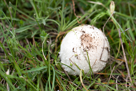 one mushroom on the grass in the forestの写真素材
