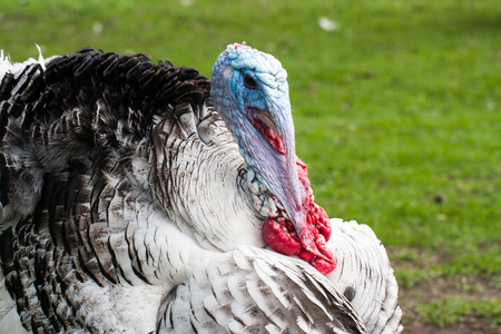 Portrait of a turkey male or gobbler closeup on a green backgroundの写真素材